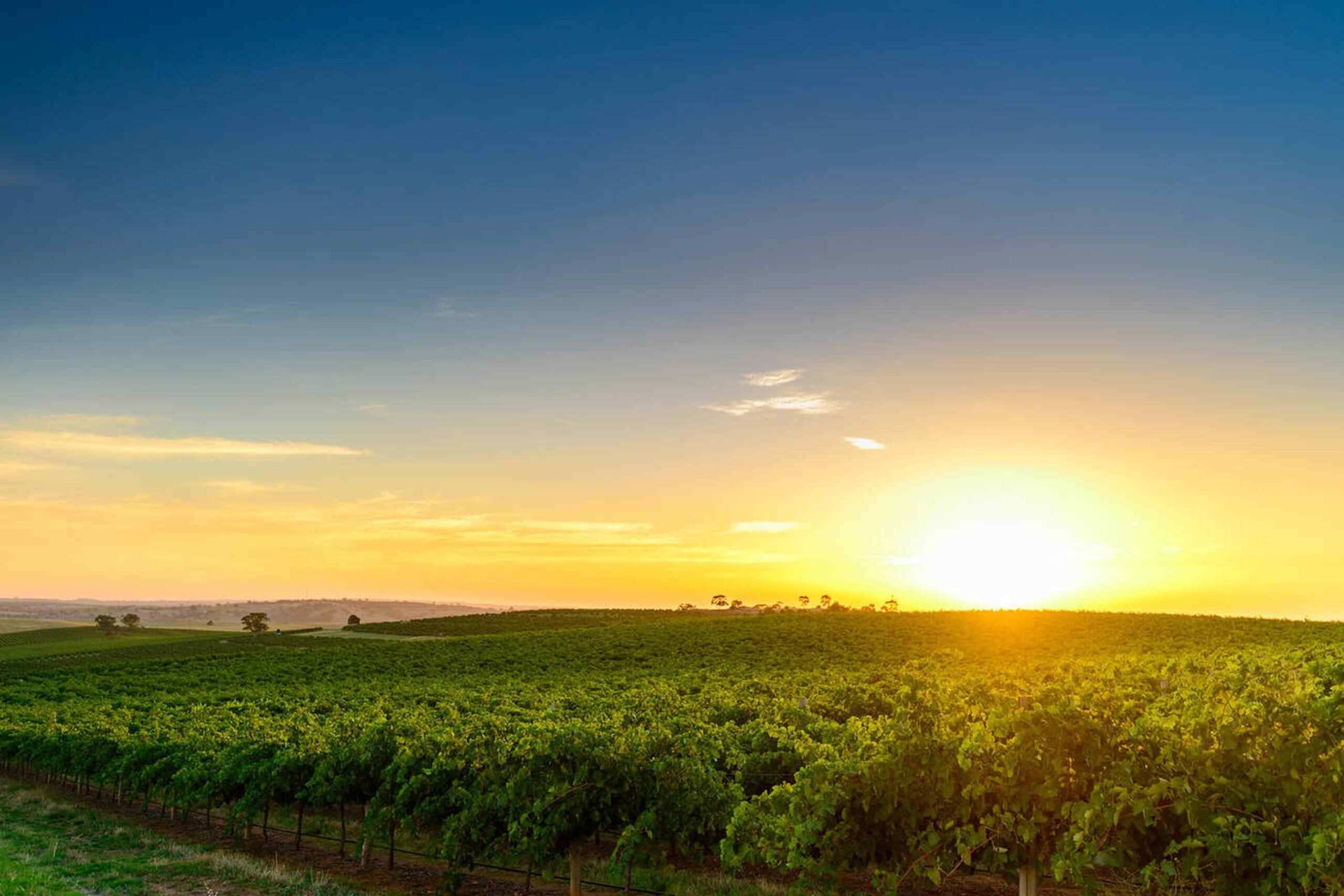 Sunrise over lush vineyards in Barossa Valley, Australia’s wine region. | Elite Rail Journey