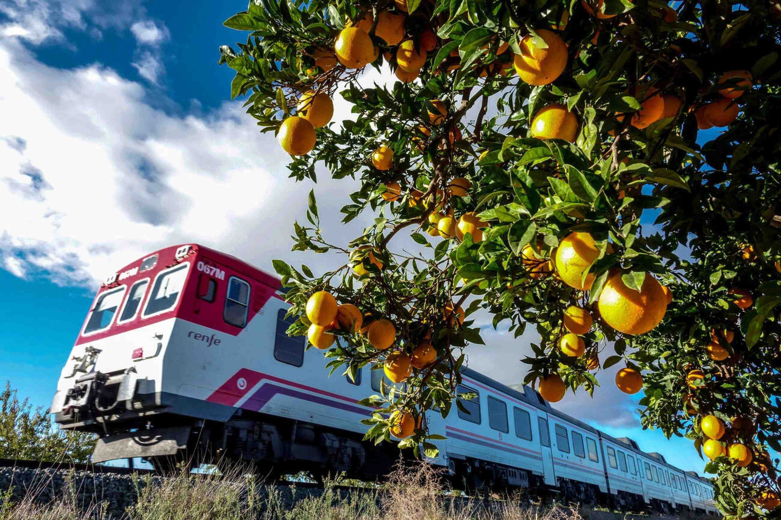 A vibrant orange tree beside a modern train passing under a clear blue sky, highlighting nature and technology in harmony.