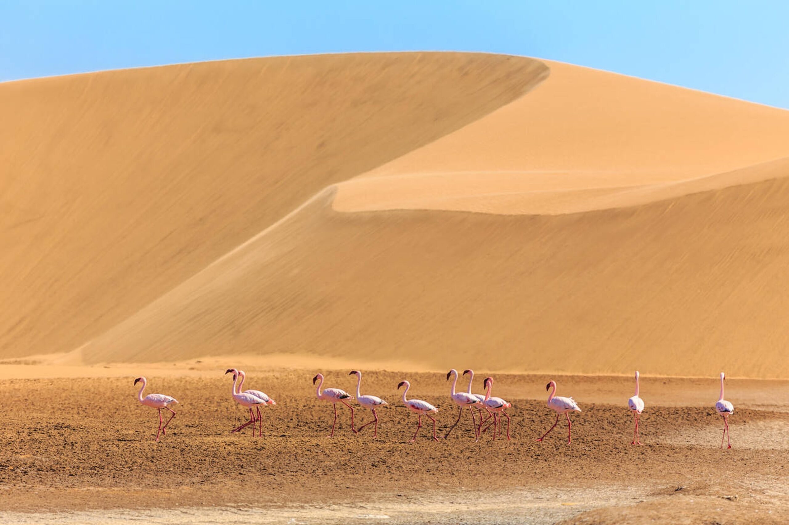 Kalahari Desert – Vast Golden Dunes