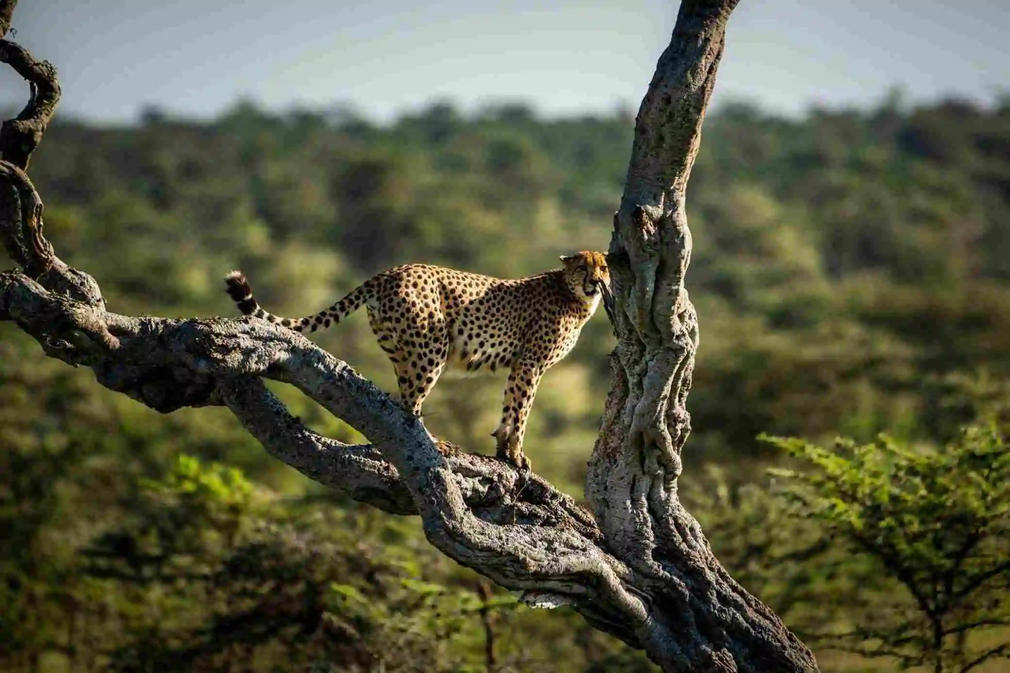 Cheetah Conservation